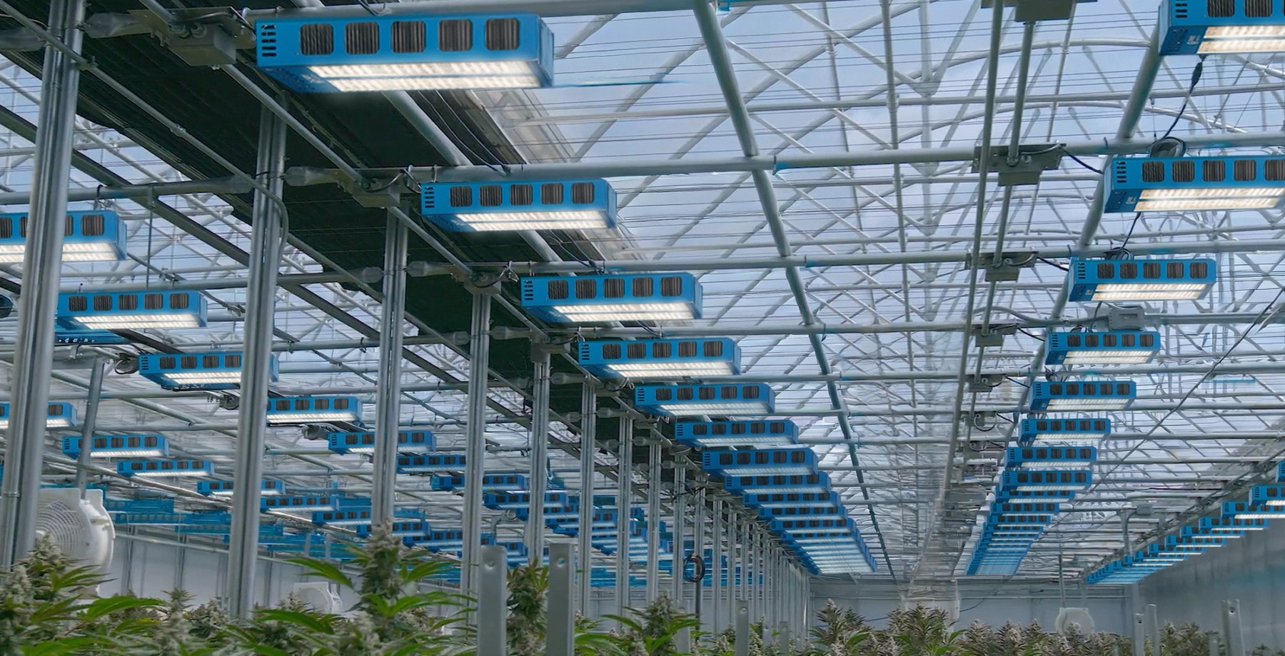 Thrive lighting installed in a commercial greenhouse