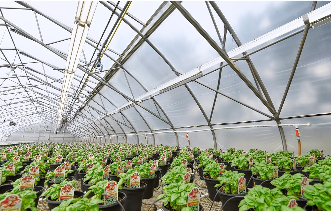 Greenhouse environment for the market-entry work