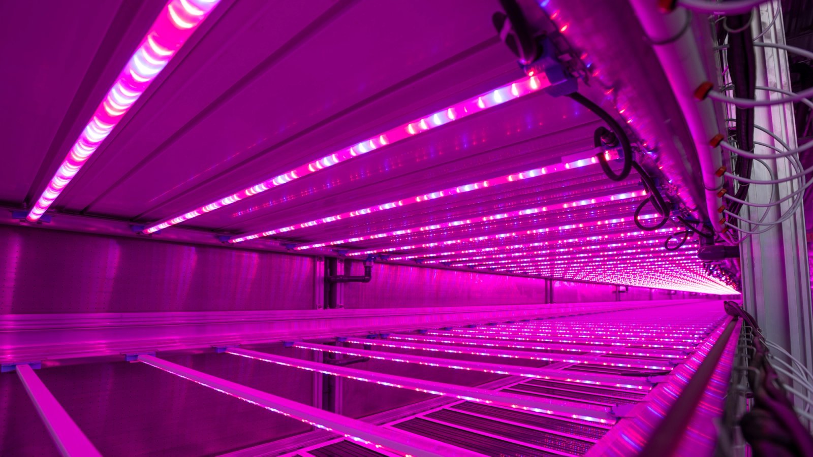 Thrive lighting in a Strata growing facility