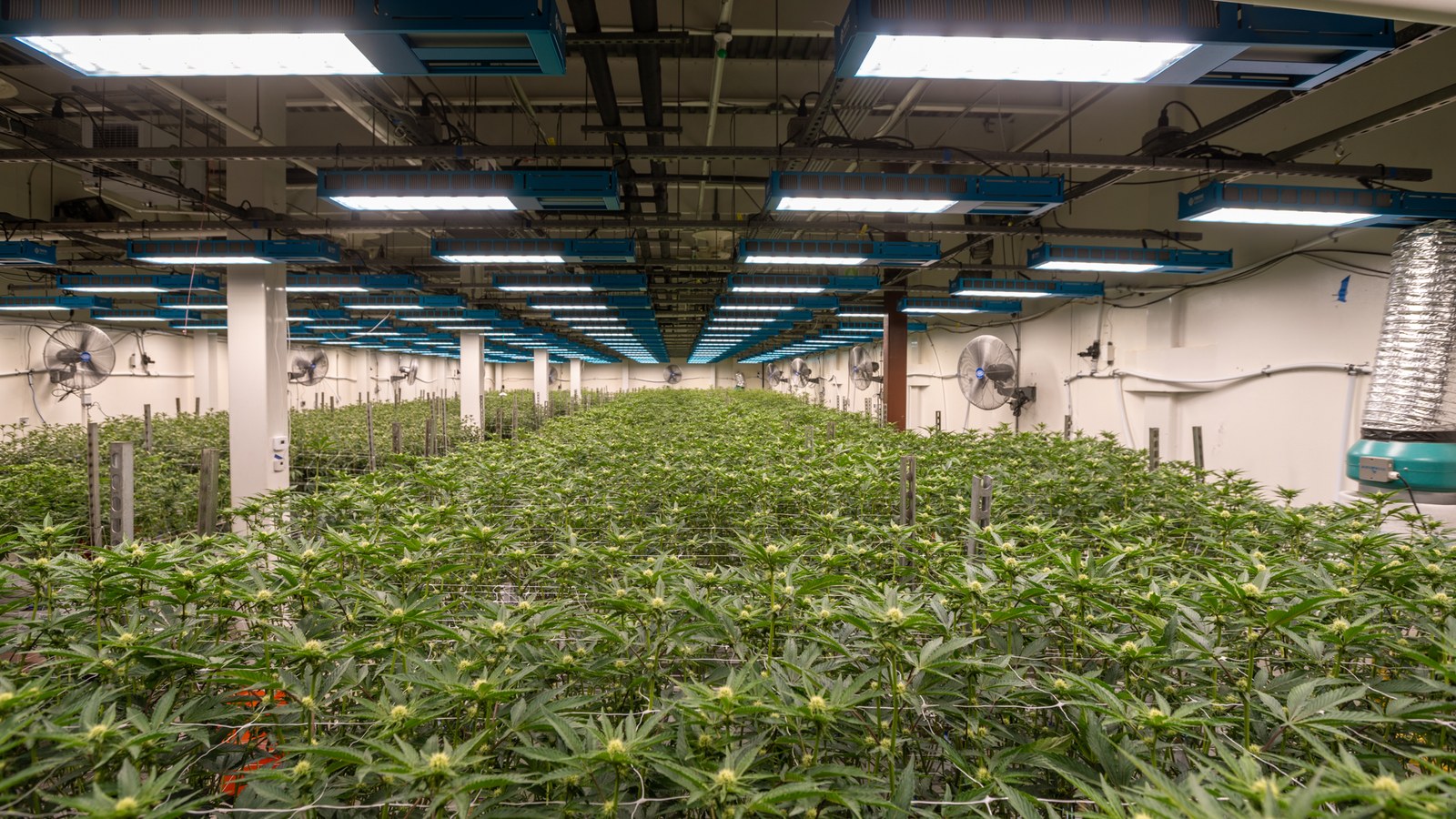 Horticultural lighting inside a growing facility